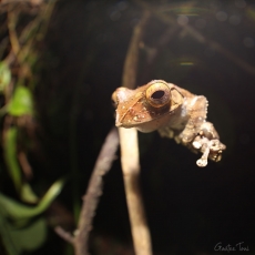 Madagascar bright-eyed frog