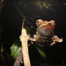 Madagascar bright-eyed frog