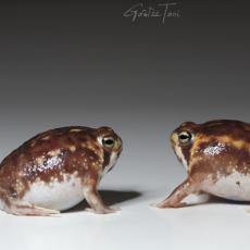 Desert rain frogs