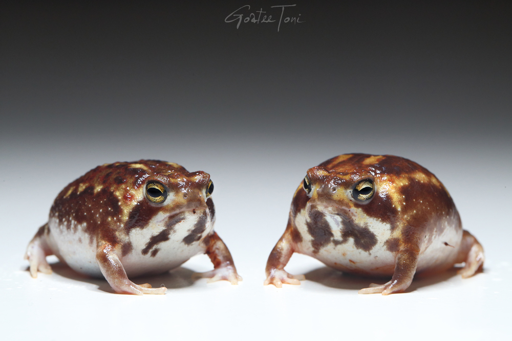 Desert rain frogs