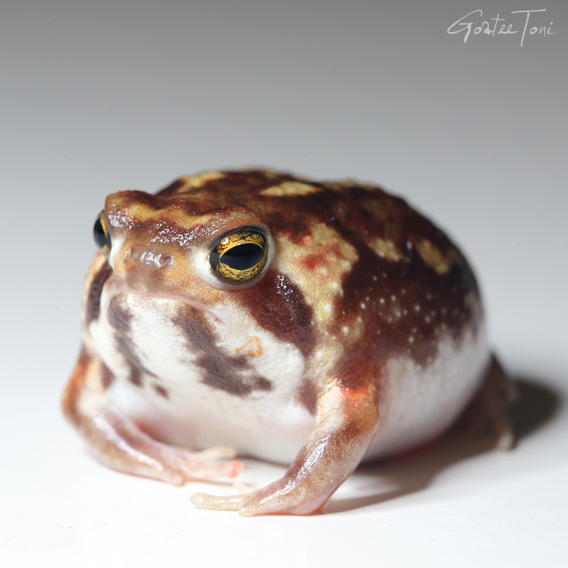 Desert rain frog