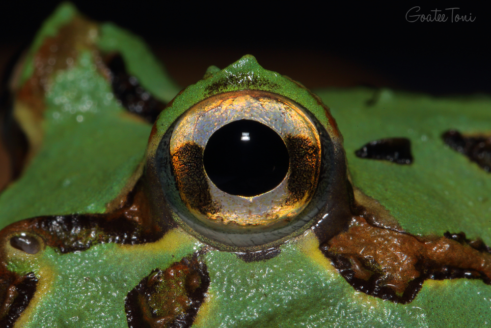Cranwell's horned frog eye close up