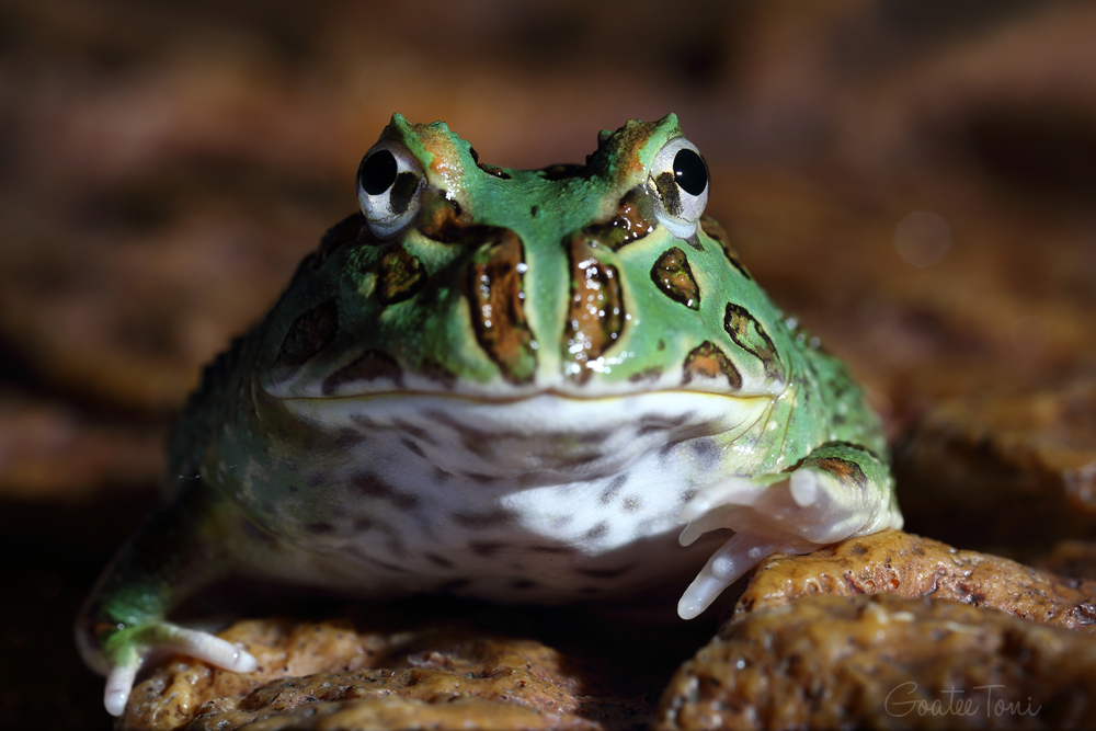Cranwell's horned frog juvenile