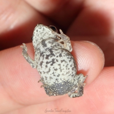 Black-spined toad juvenile playing dead, Hong Kong
