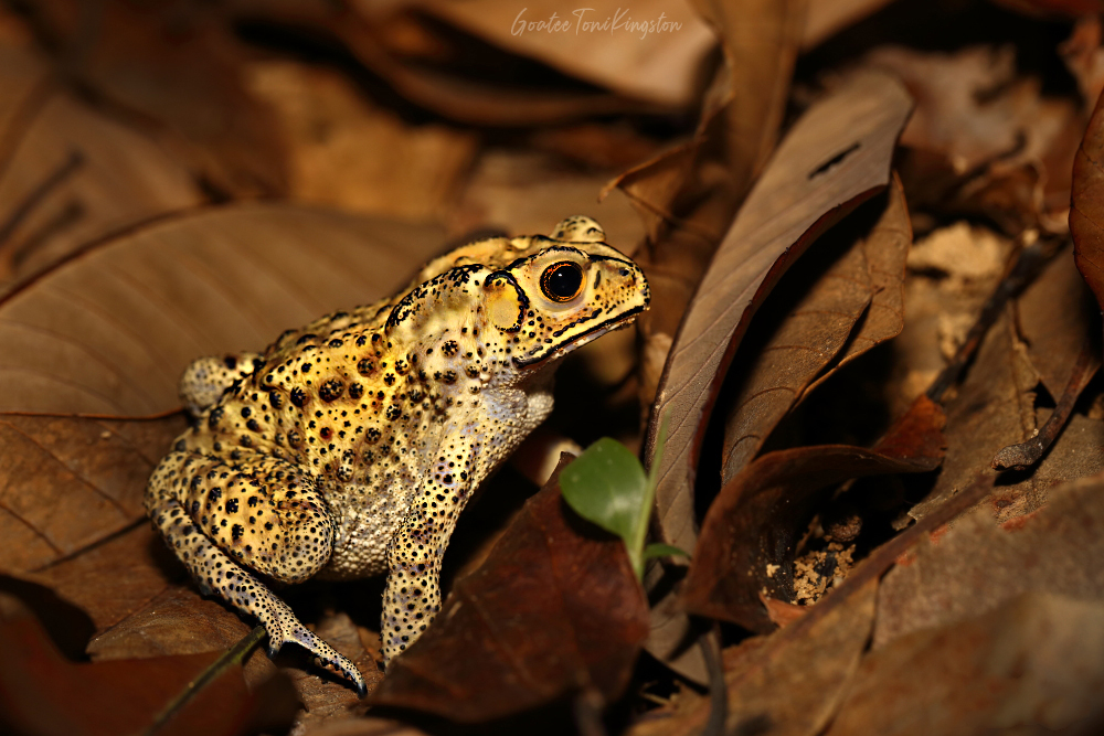 Black-spined toad adult, Hong Kong