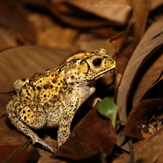 Black-spined toad adult, Hong Kong