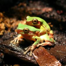 Common Chinese tree frog mating pair