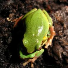 Common Chinese tree frog mating pair
