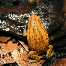 Spotted narrow-mouthed frog