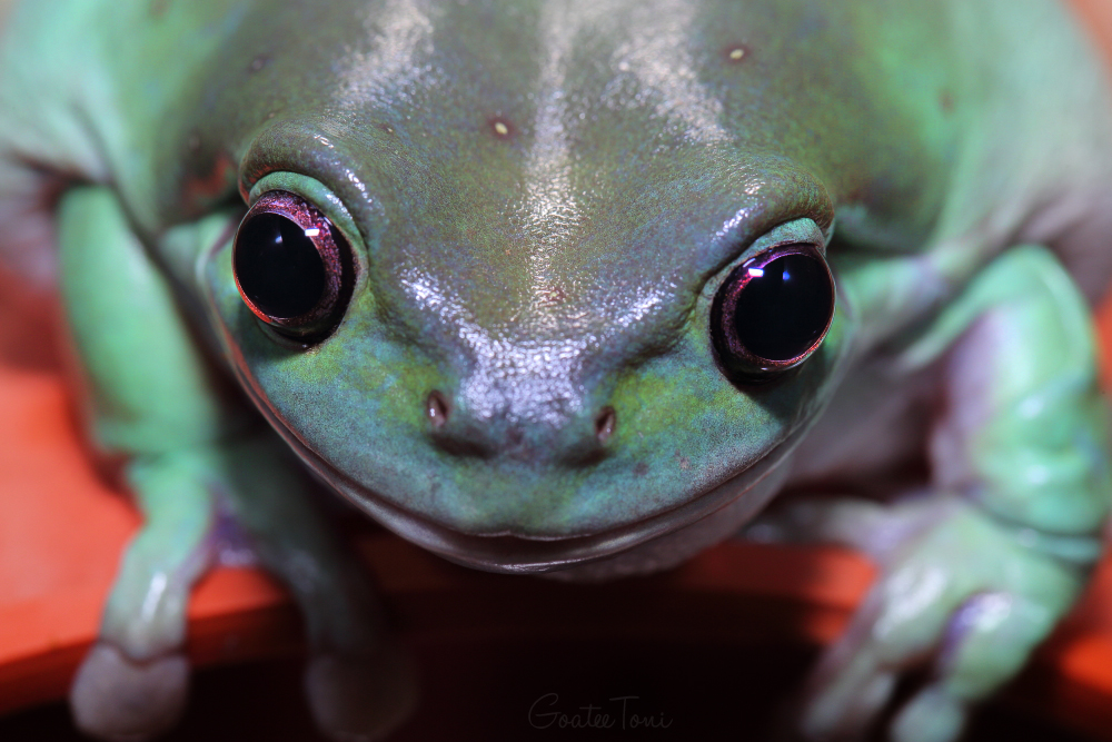 Australian green tree frog