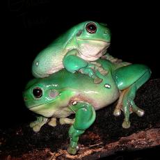 Australian green tree frogs