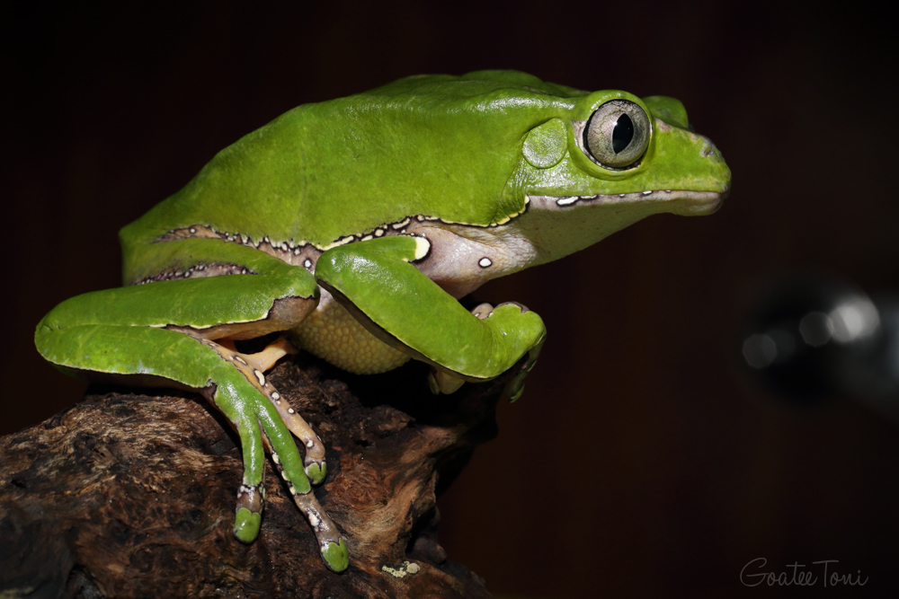 Giant leaf frog adult