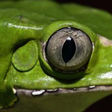 Giant leaf frog eye close up, normal pupil
