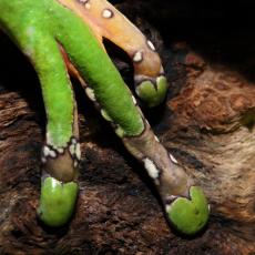 Giant leaf frog toes