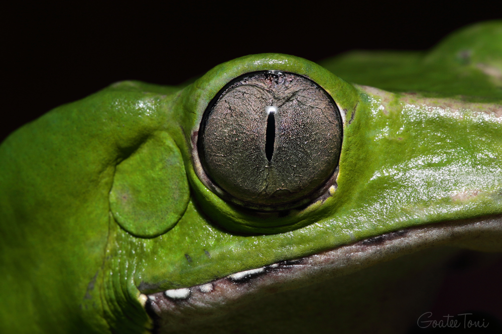 Giant leaf frog eye close up, narrow pupil