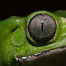 Giant leaf frog eye close up, narrow pupil