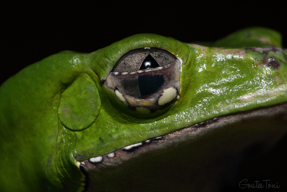 Giant leaf frog eye close up, half closed eyelid