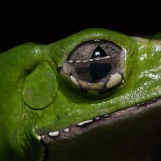 Giant leaf frog eye close up, half closed eyelid