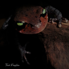 Leishan moustache toad
