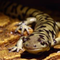 Ttiger salamander