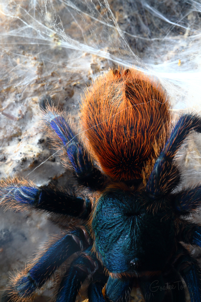 Greenbottle blue tarantula