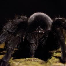 Brazilian black tarantula