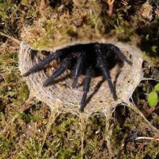 Giant Malaysian armored trapdoor spider