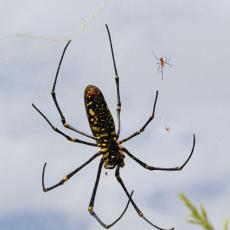 Giant golden orb weaver spider with spiderlings, Hong Kong