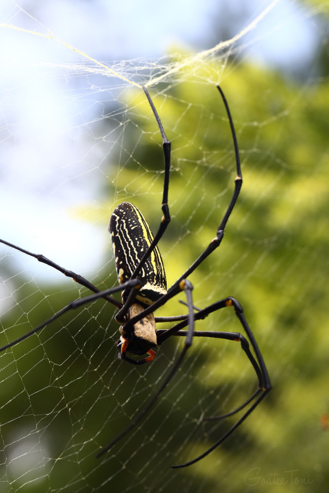Giant golden orb weaver spider with spiderlings, Hong Kong
