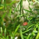 Arachnida-Sclerosomatidae