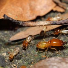 Formosan subterranean termites, Hong Kong