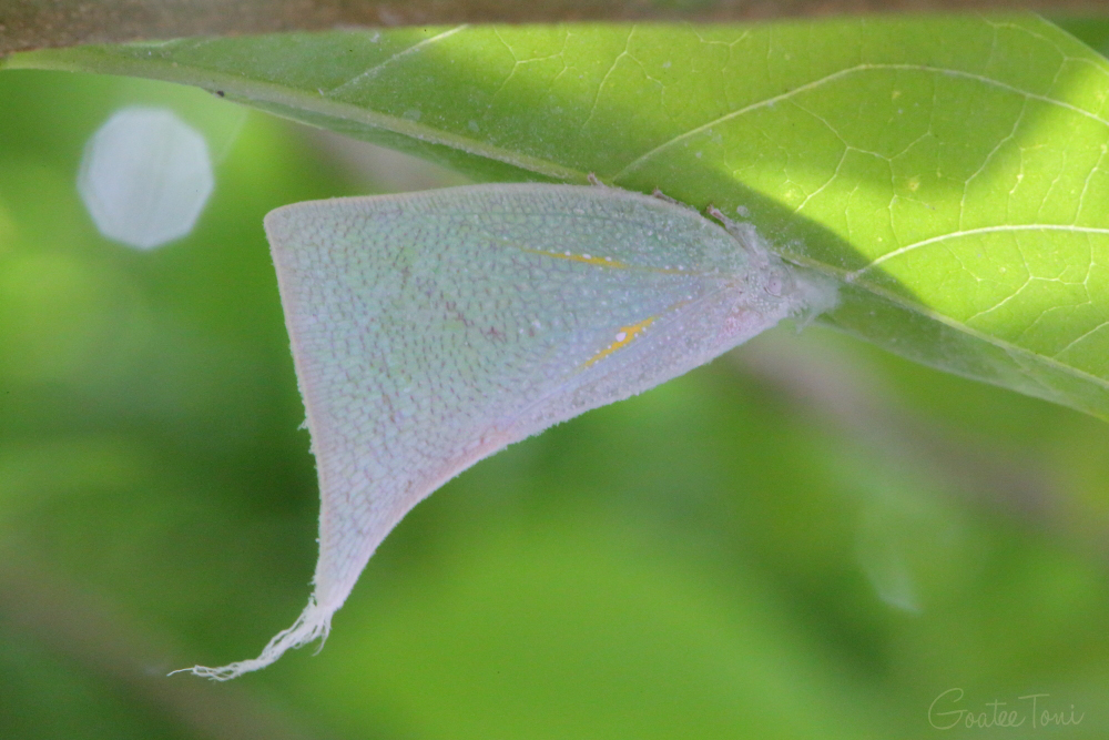 Flatid planthopper, Hong Kong