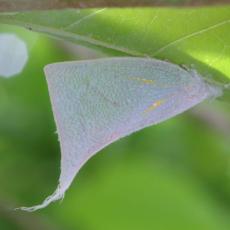 Flatid planthopper, Hong Kong
