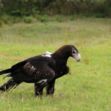 Wedge-tailed eagle, Australia