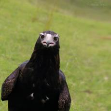 Wedge-tailed eagle, Australia