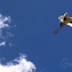Male Black-necked stork in flight, Australia