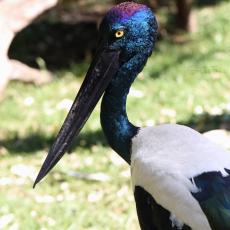 Female Black-necked stork, Australia
