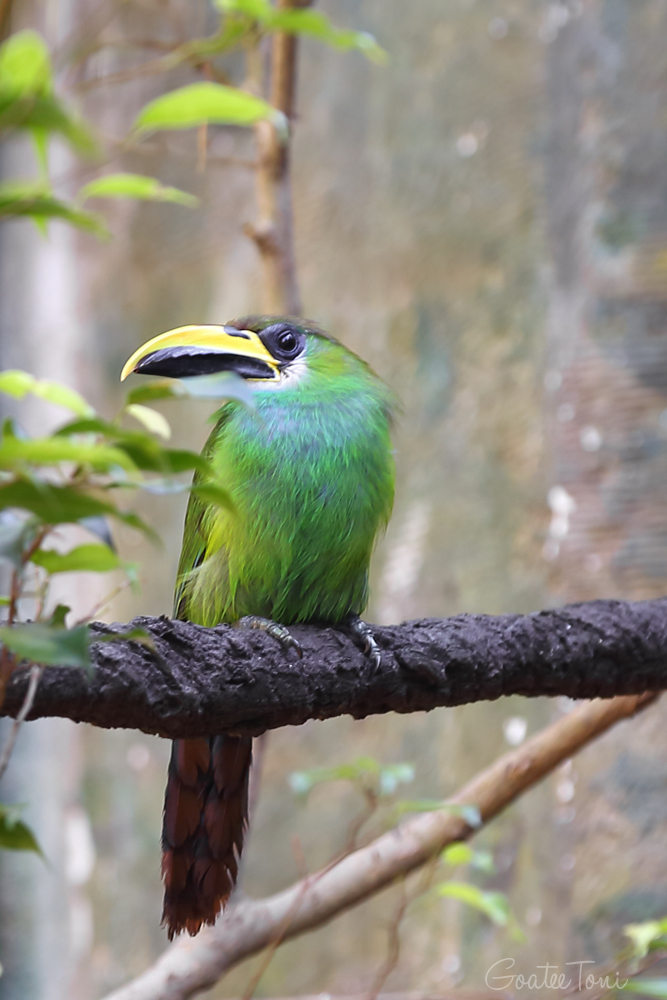 Emerald toucanet