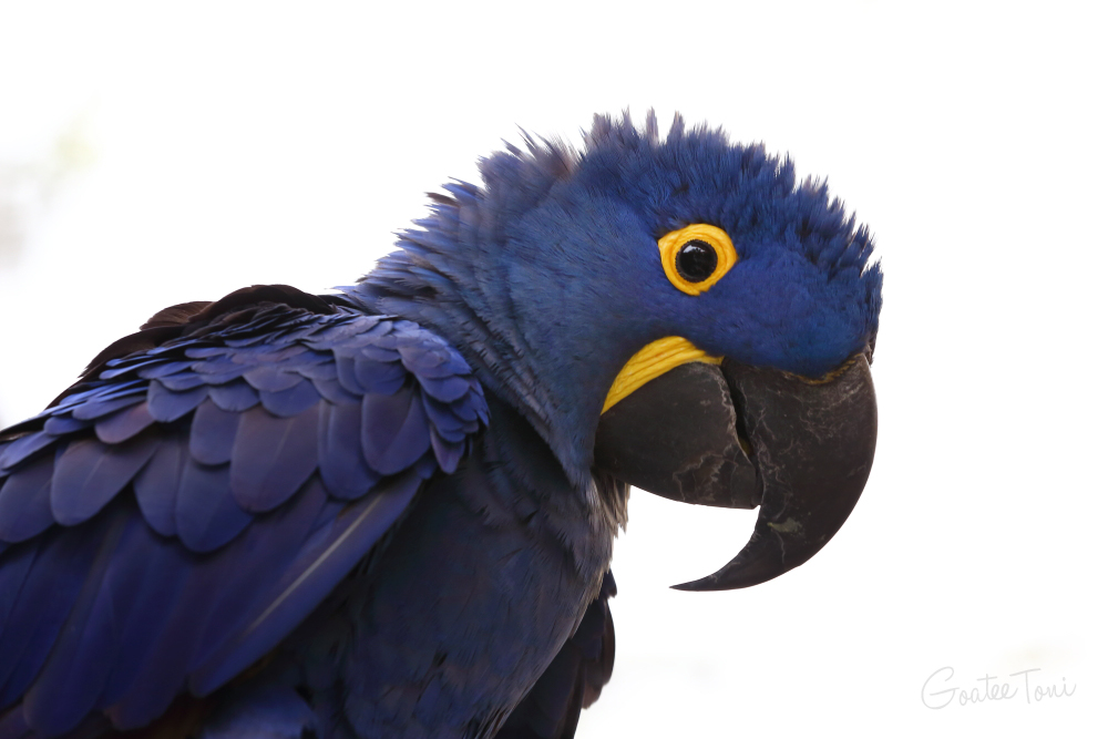 Hyacinth macaw