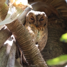 Malagasy scops owl, Madagascar