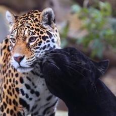 Spotted jaguar and Black jaguar