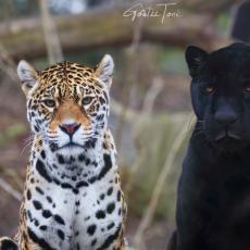 Spotted jaguar and Black jaguar