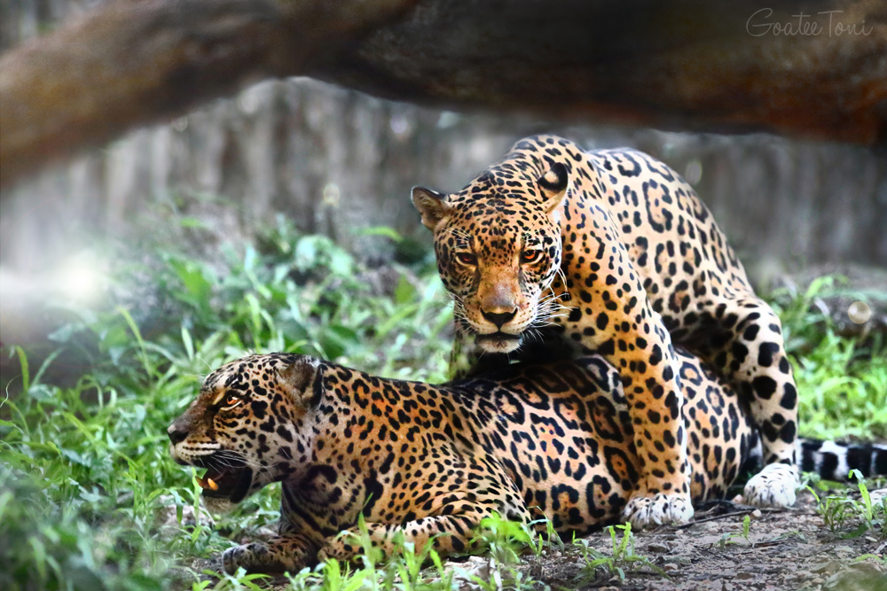 Jaguars mating