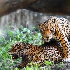 Jaguars mating