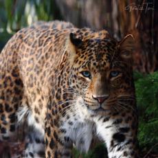 North-Chinese leopard