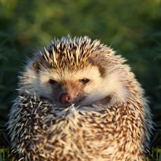 African four-toed hedgehog coiling into a ball