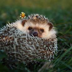 African four-toed hedgehog coiling into a ball
