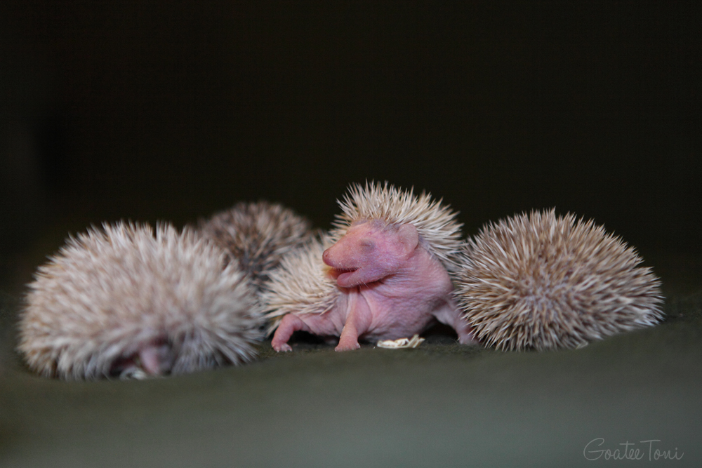 African four-toed hedgehog infants