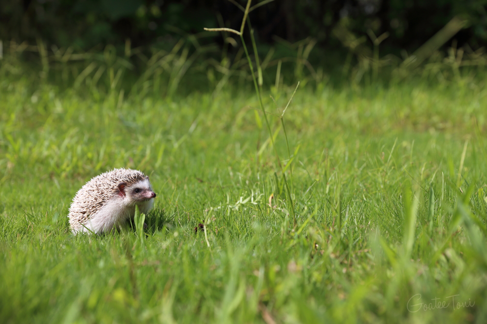 African four-toed hedgehog