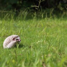 African four-toed hedgehog